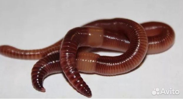Черви. Дендробена