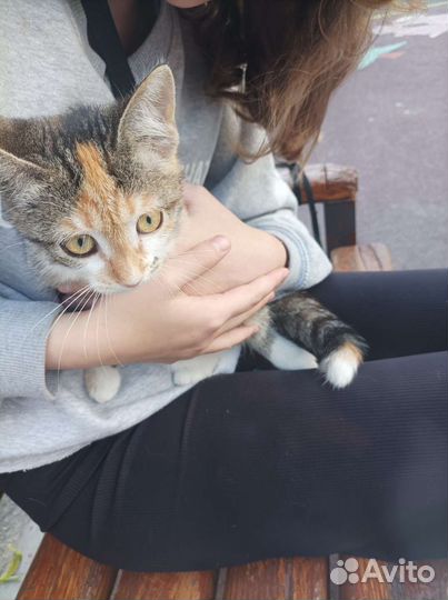 Трехцветный котенок девочка