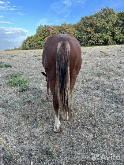 Кобыла. Ст.Северская