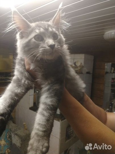 Котята майкун