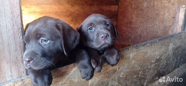Щенки лабрадора шоколадные