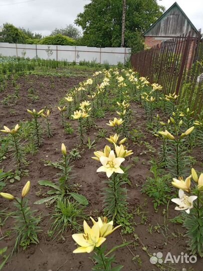 Лилии луковица