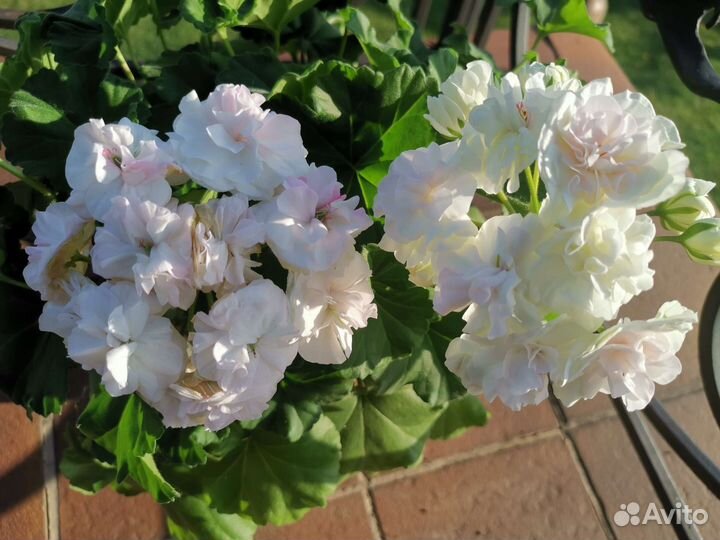 Пеларгония герань сортовая