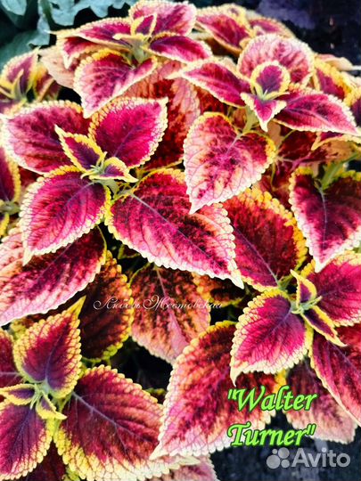 Колеусы вегетативные