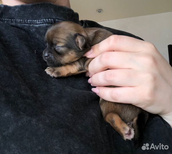 Щенки чихуахуа