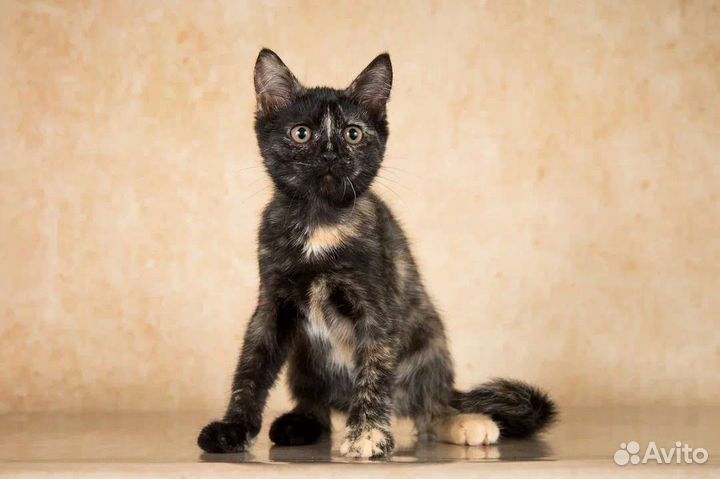 Котёнок луна 3 месяца, в дар