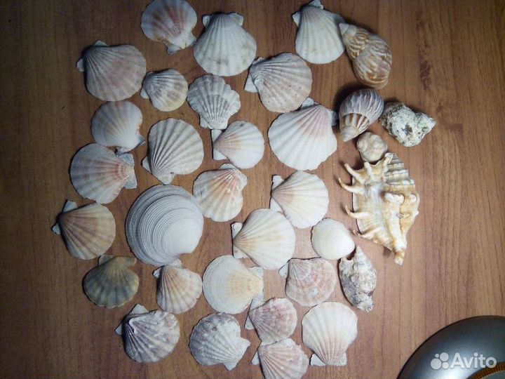 Ракушки