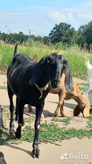 Продаются козы и телочка джерсейка