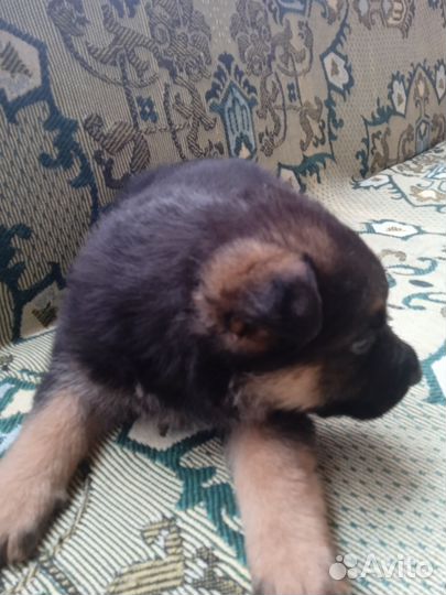 Щенки Немецкой овчарки