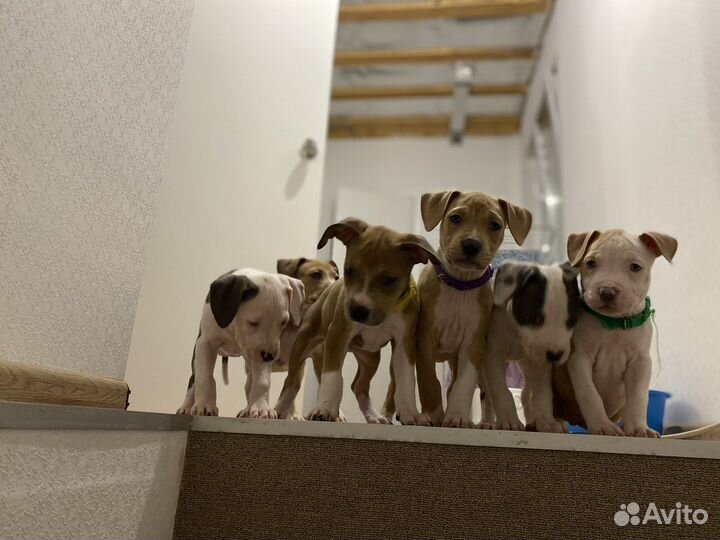 Щенки питбультерьера