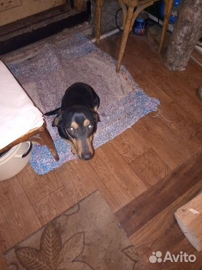 Собака в добрые руки отдам бесплатно