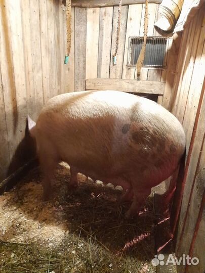 Свиноматка и поросята