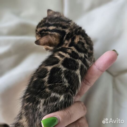 Бенгальская девочка