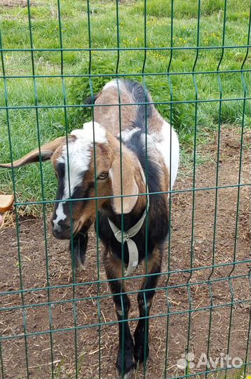 Козел и овцы