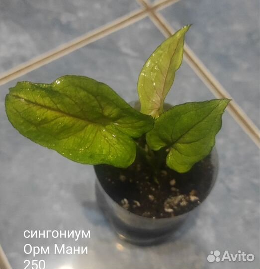 Сингониумы сортовые