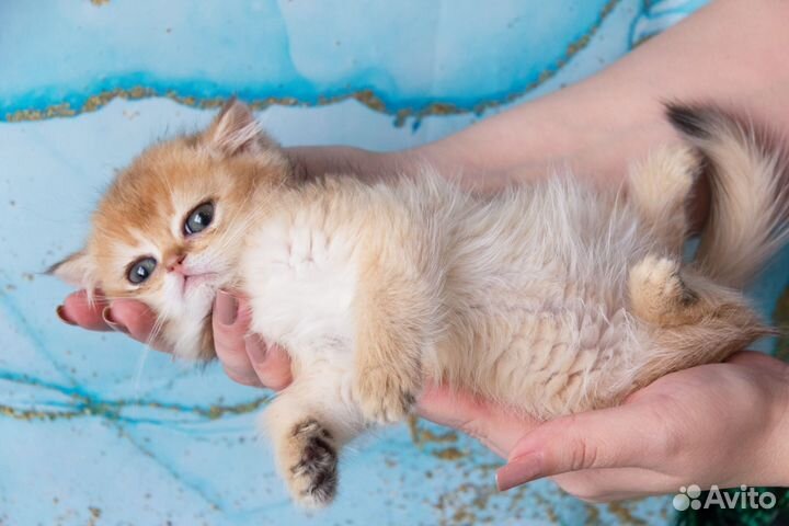 Золотые котики