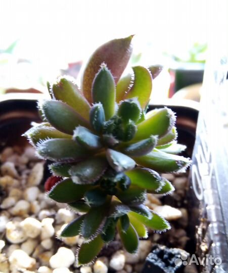 Echeveria setosa Scorpio - Эхеверия сетоза Скорпио