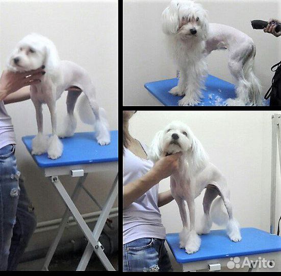 Стрижка собак и кошек Сортировка