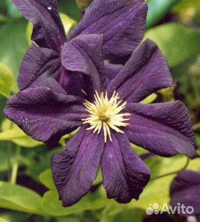 Саженцы клематиса