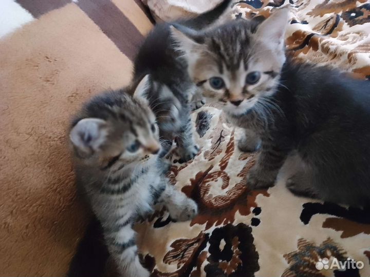 Котята в добрые руки