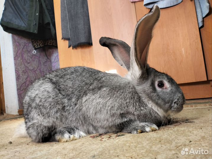 Крол Немецкий Ризен