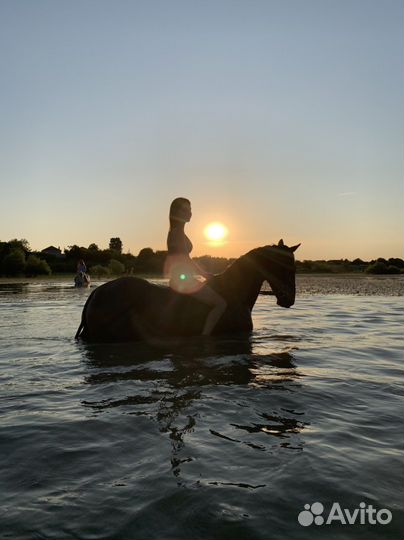 Прокат/фотосессия/походы на лошадях