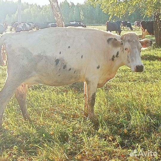 Продажа крс