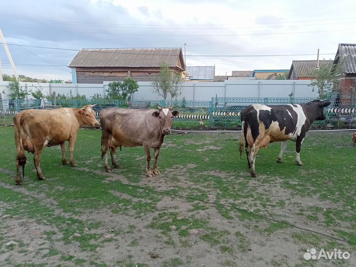 Коровы стельные дойные