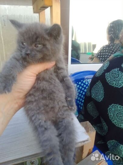 Котенок, мальчик
