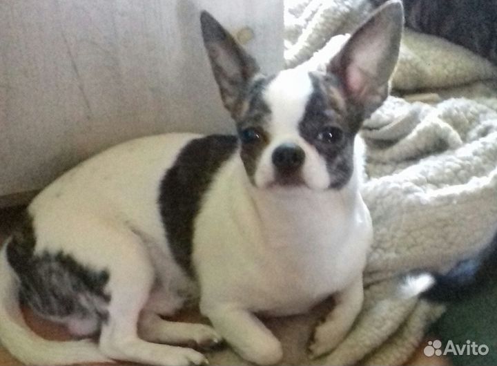 Вязка чихуахуа