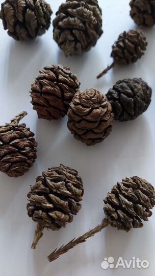 Шишки секвойи, шишки лиственницы