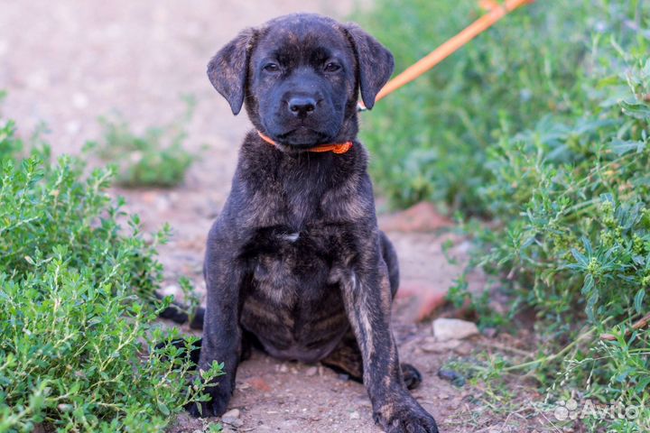 Щенок девочка в добрые руки