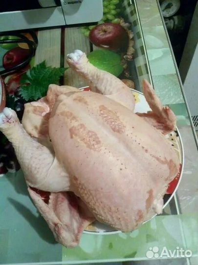 Куры бройлеры тушки мясо