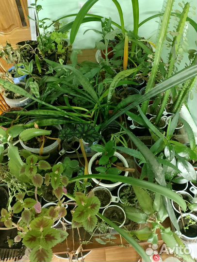 Пальмы, суккуленты и др. комн. цветы