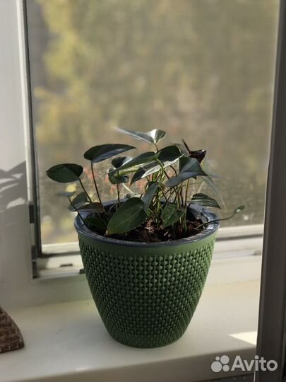 Комнатные цветы антуриум