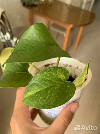 Эпипремнум