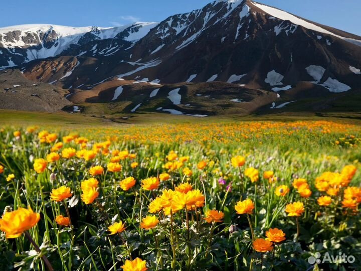 Вояж на Алтай 7 нч