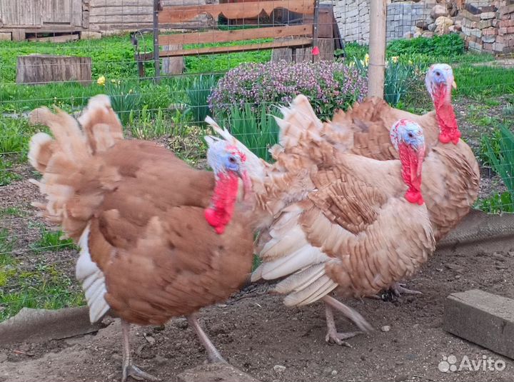 Индюк на племя