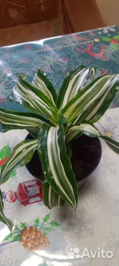 Драцена вариегатная