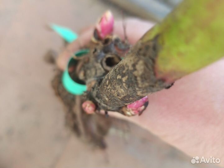 Пион Розеа Плена