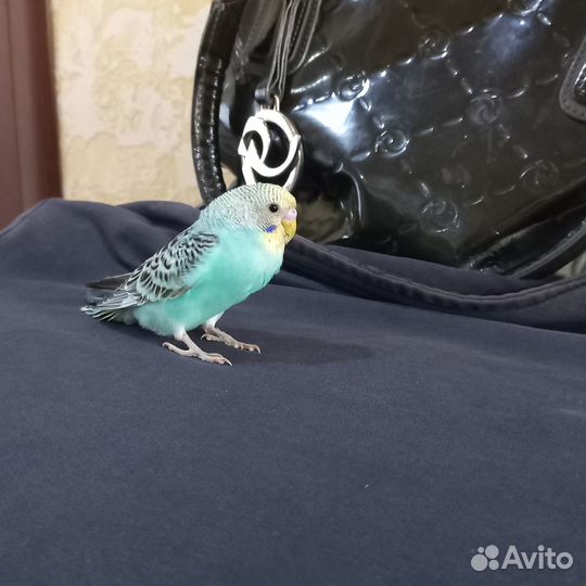 Птенец волнистого попугая