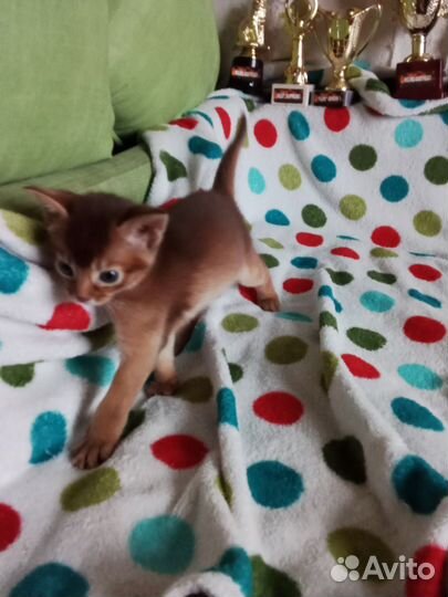 Абиссинская