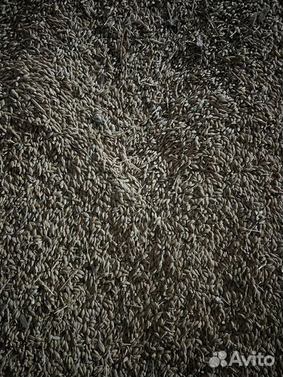 Овес З.А.К.У.П.А.Е.М