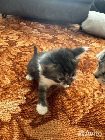 Отдаем котят в добрые руки