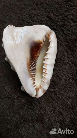 Ракушка большая, океаническая 17 см