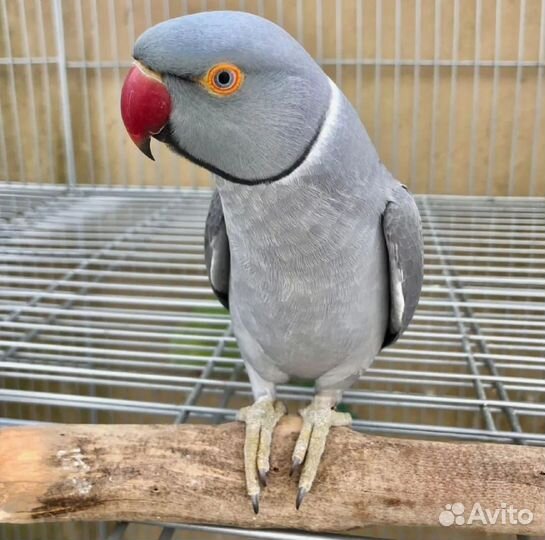 Ожереловый попугай