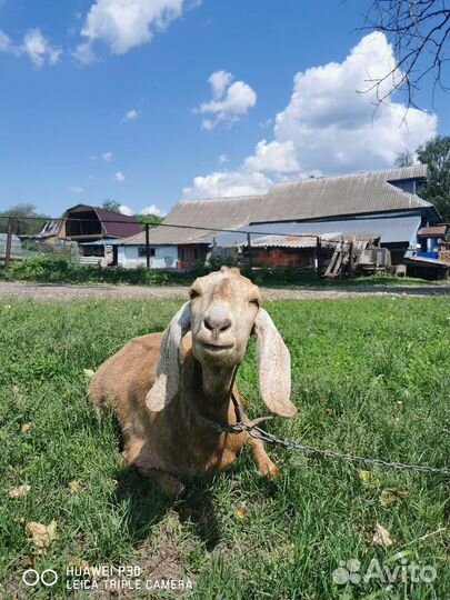 Нубийская коза