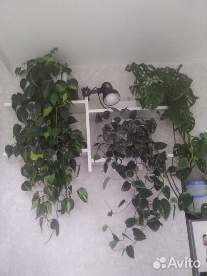 Кротон,фикусы,пеларгония