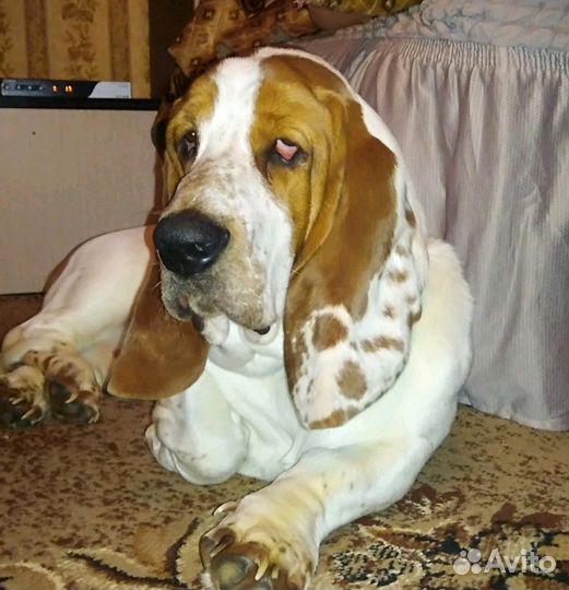 Бассет жених