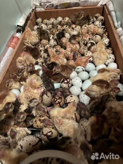 Перепелята селадон, техасский, белый гигант